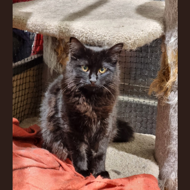 Photo of Tansy