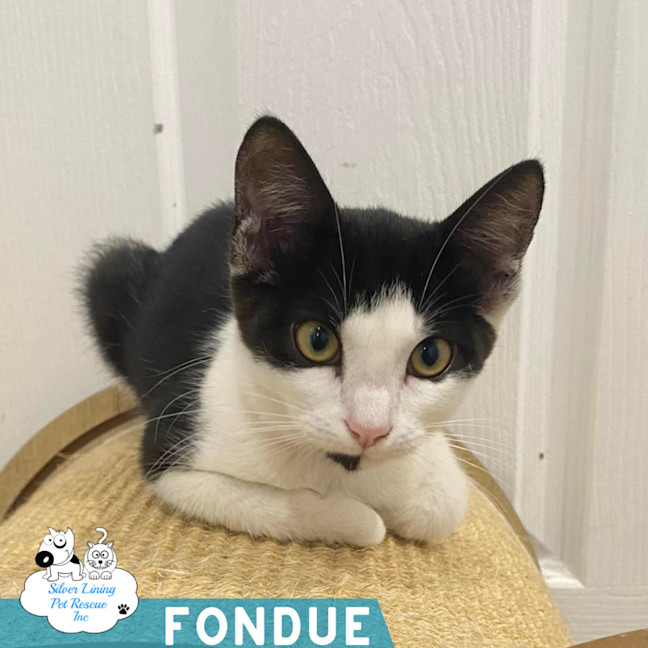 Photo of Fondue