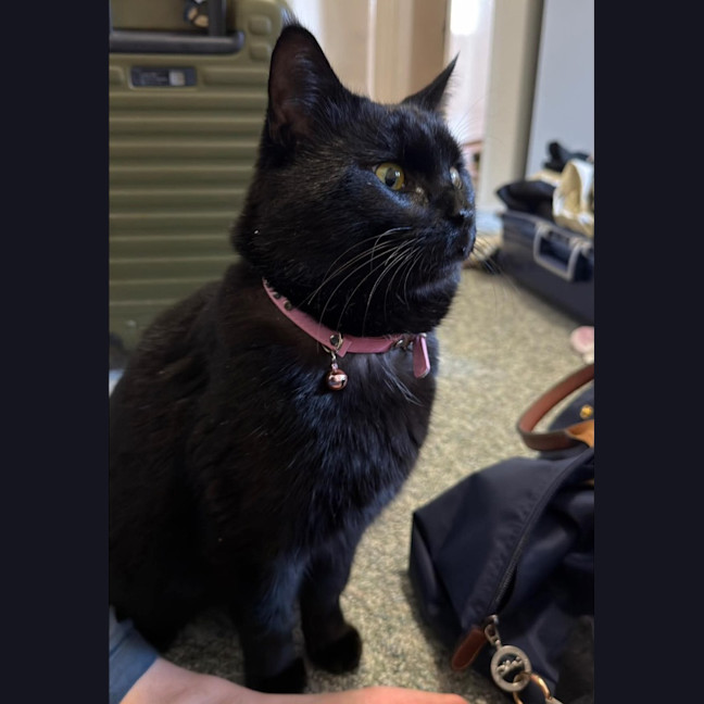 Photo of Catsby