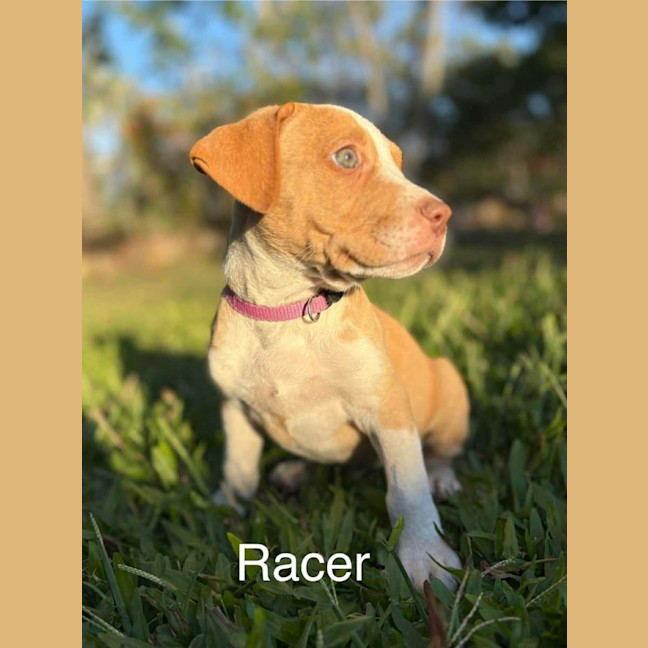 Photo of Racer