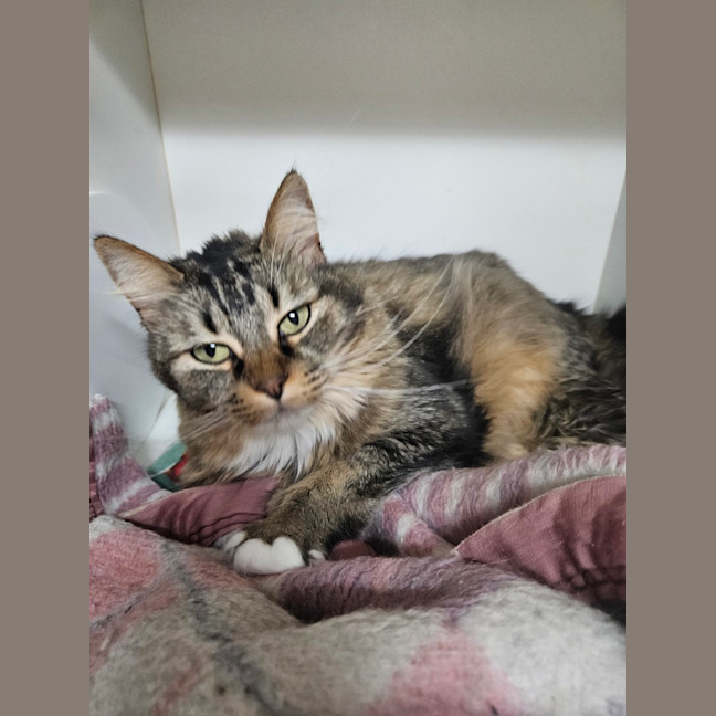 Photo of Clover