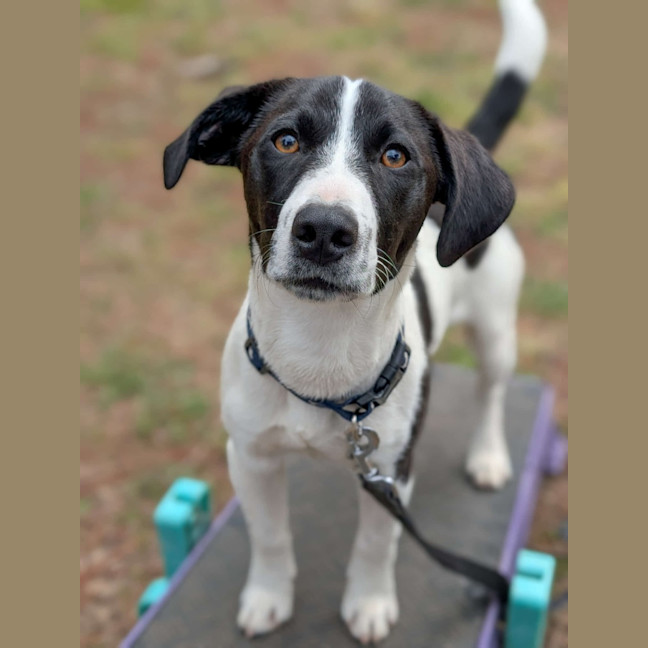 Photo of Bandit
