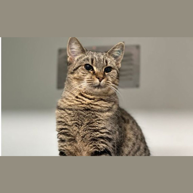 Photo of Button