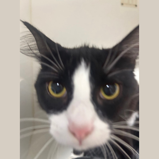 Photo of Mittenz