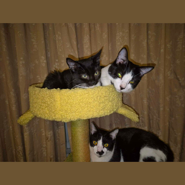 Photo of Fantail ** 2nd Chance Cat Rescue **