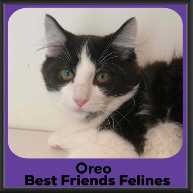 Photo of Oreo