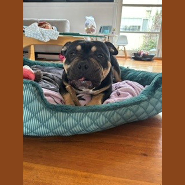 Photo of Devito