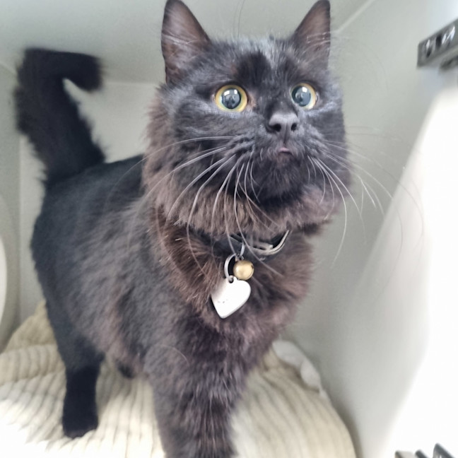 Photo of Sparkles 