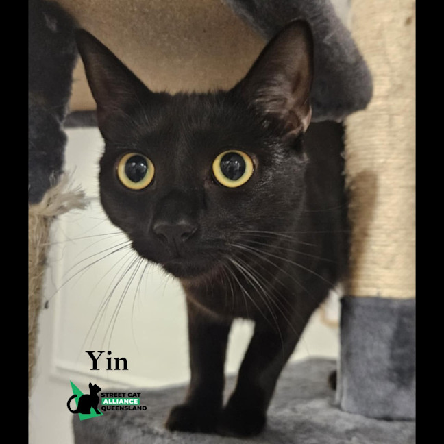 Photo of Yin