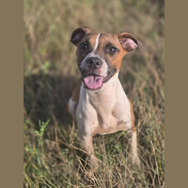 Photo of Kailey   5 Month Old Staffy X
