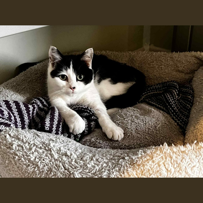 Photo of Ayla * 9 Lives Project Rescue*