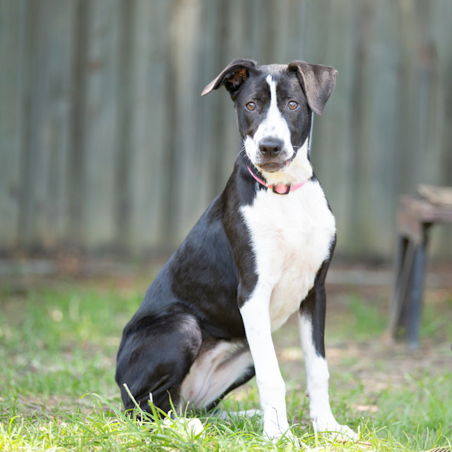 Photo of Prancer