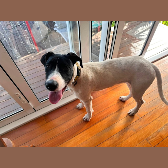 Photo of Buster