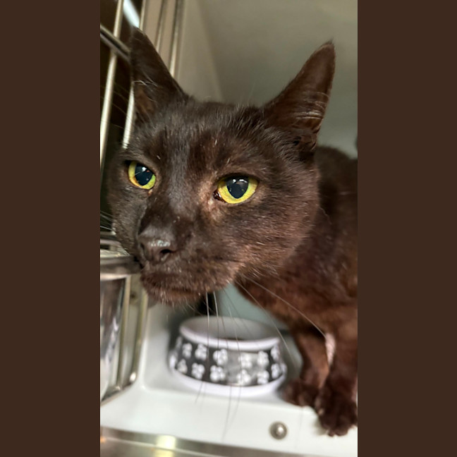 Photo of El Gato