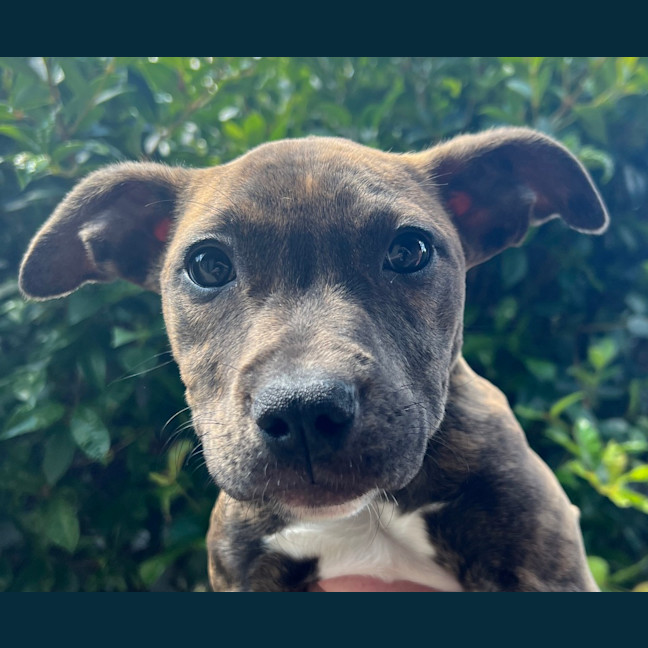 Photo of Coco