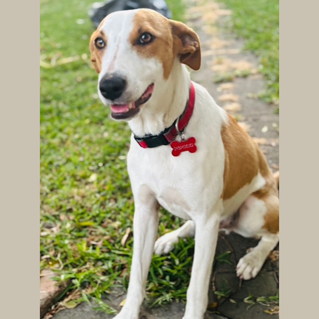 Photo of Nacho   7 Month Old Koolie X Kelpie