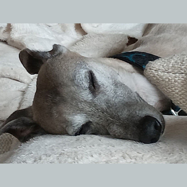 Photo of Gus