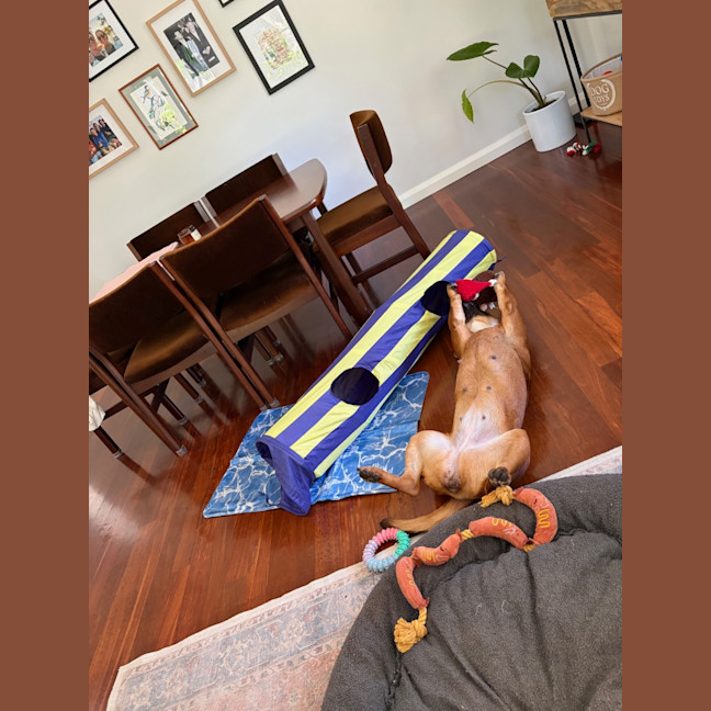 Photo of Princess (Prinny)