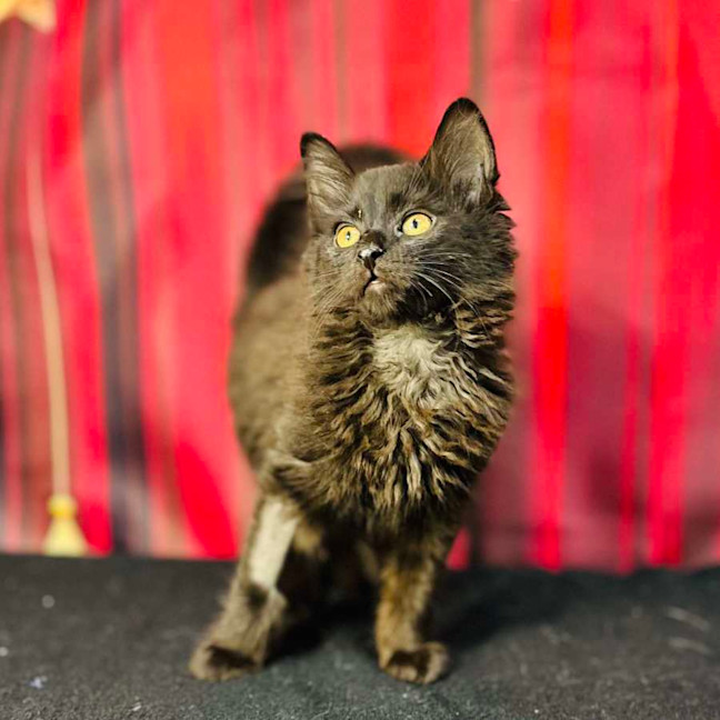 Photo of Sabrina (Located In Preston) 