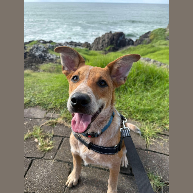 Photo of Banjo