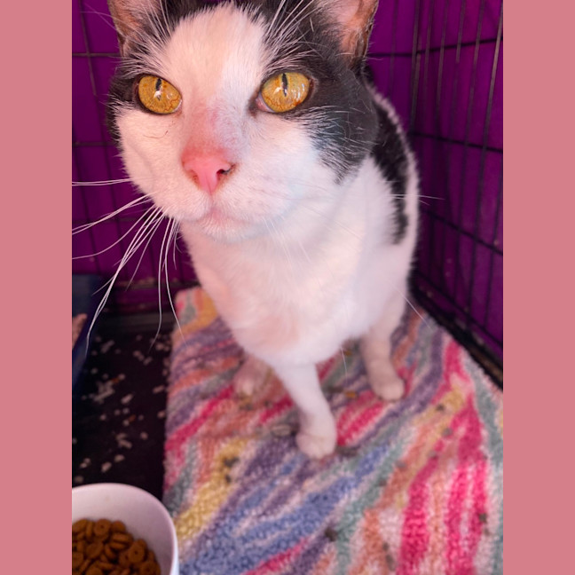 Photo of Horace Irving Horowitz 