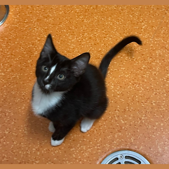 Photo of Gong Yoo