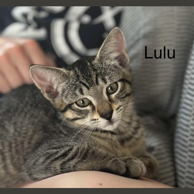 Photo of Lulu Meetme@Petstock Hastings Store