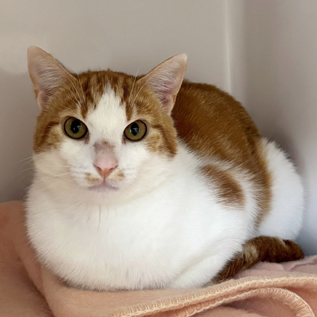 Photo of Hugh Sta013268