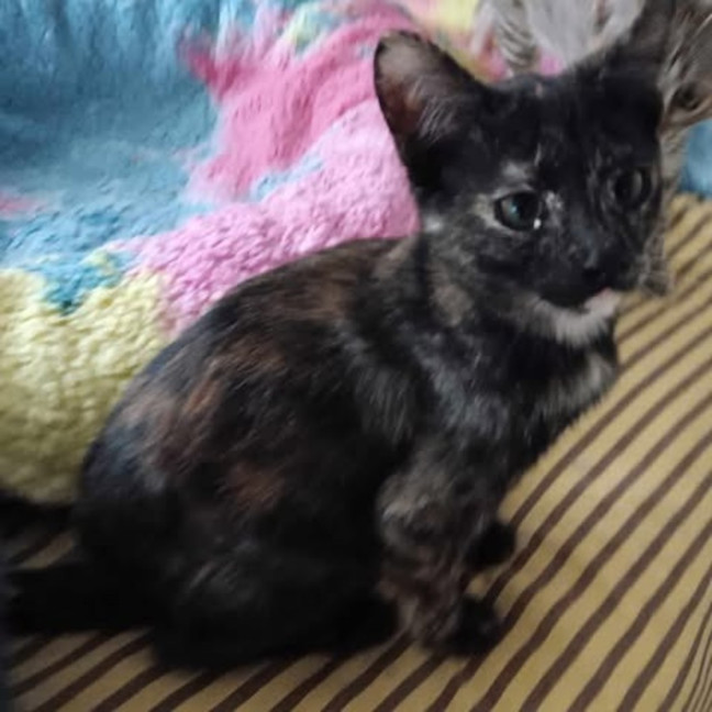 Photo of Tulip