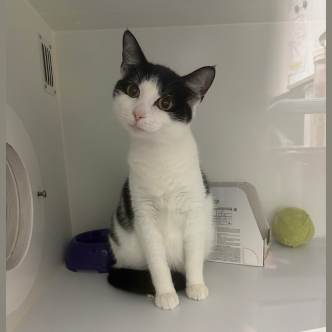 Photo of Cucumber (Bonded To Roo)
