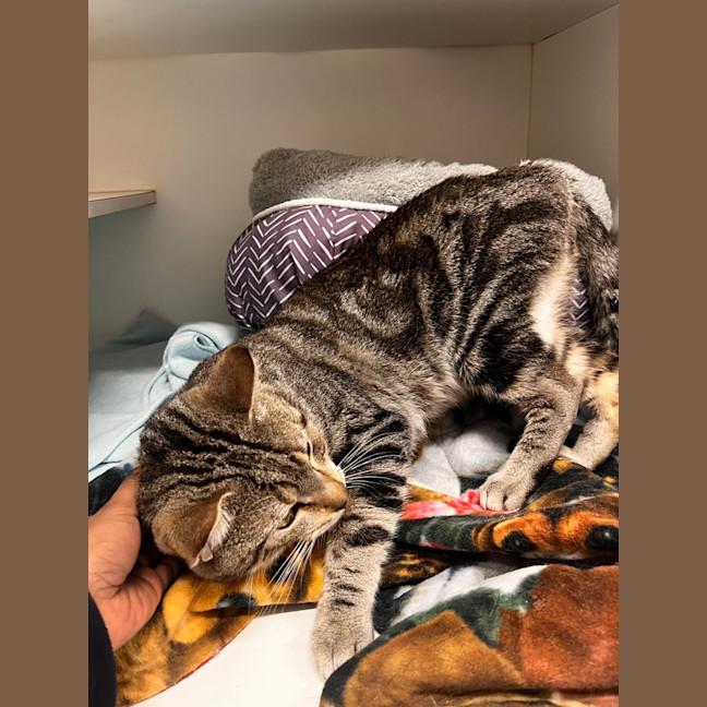 Photo of Milo