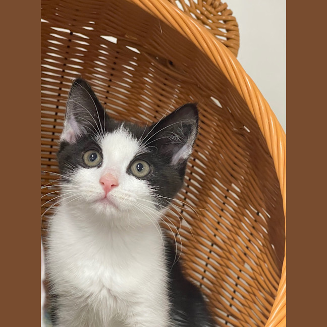 Photo of Sunny