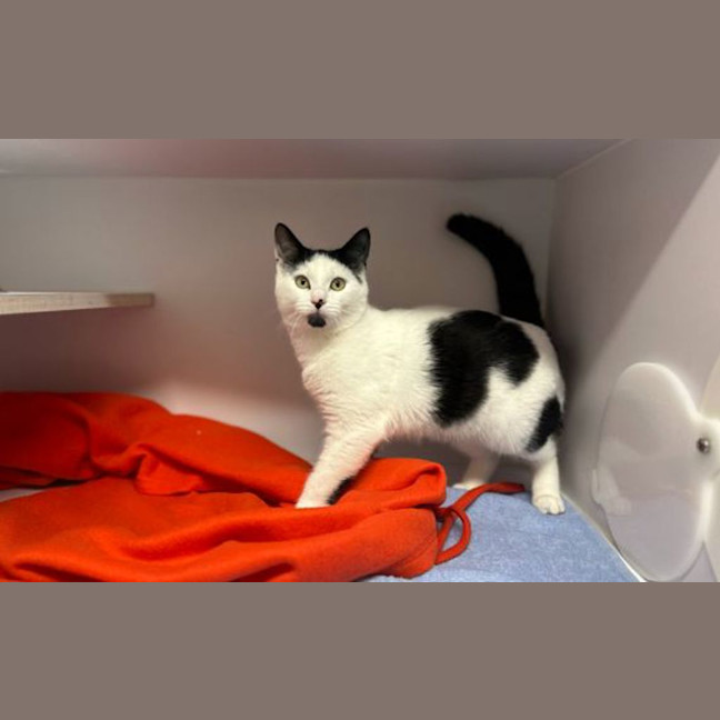 Photo of Oreo