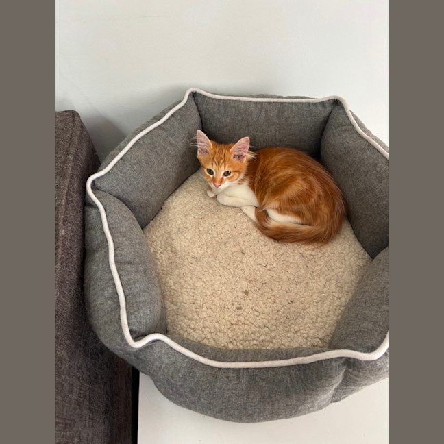 Photo of Ginger Snap