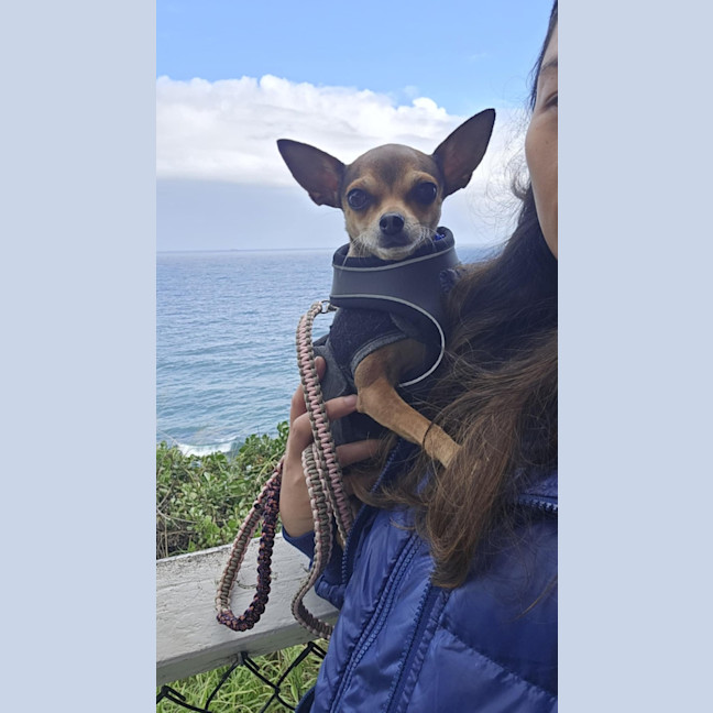 Photo of Molly   6 Year Old Chihuahua