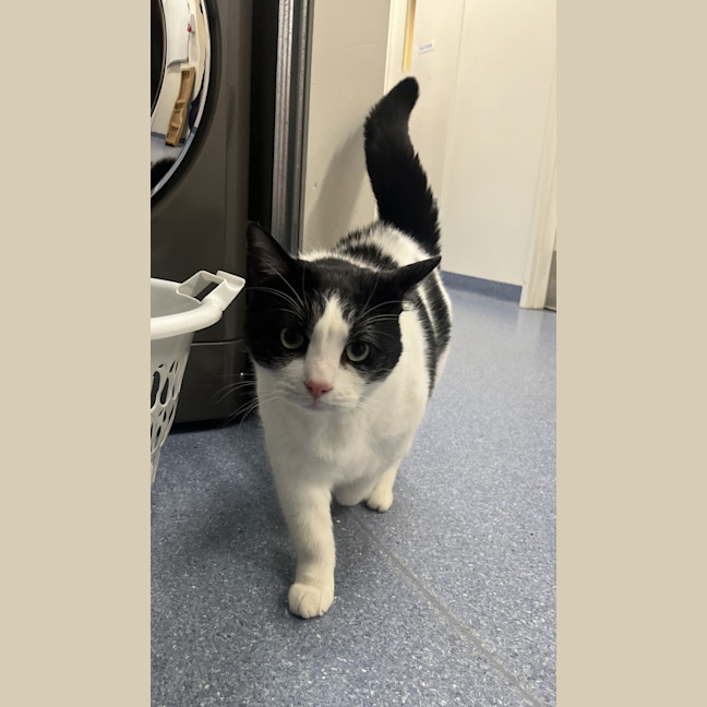 Photo of Loki