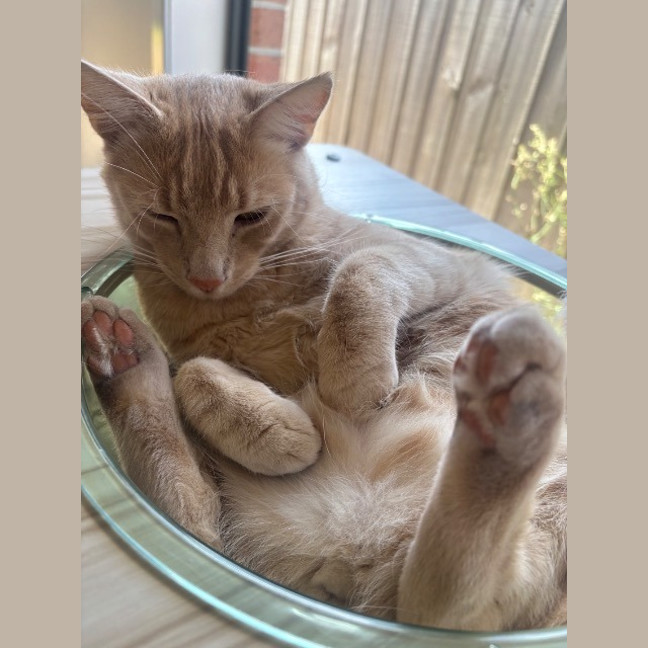 Photo of Milo