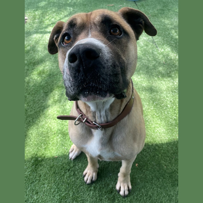 Photo of D1194 Trent