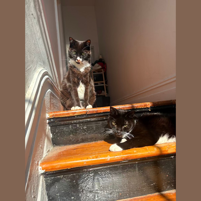 Photo of Hershey & Kiss