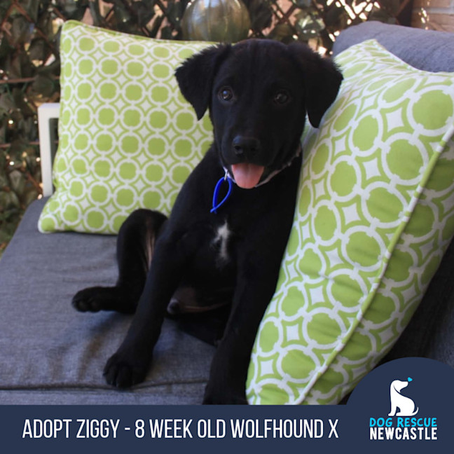 Photo of Ziggy   8 Week Old Wolfhound X