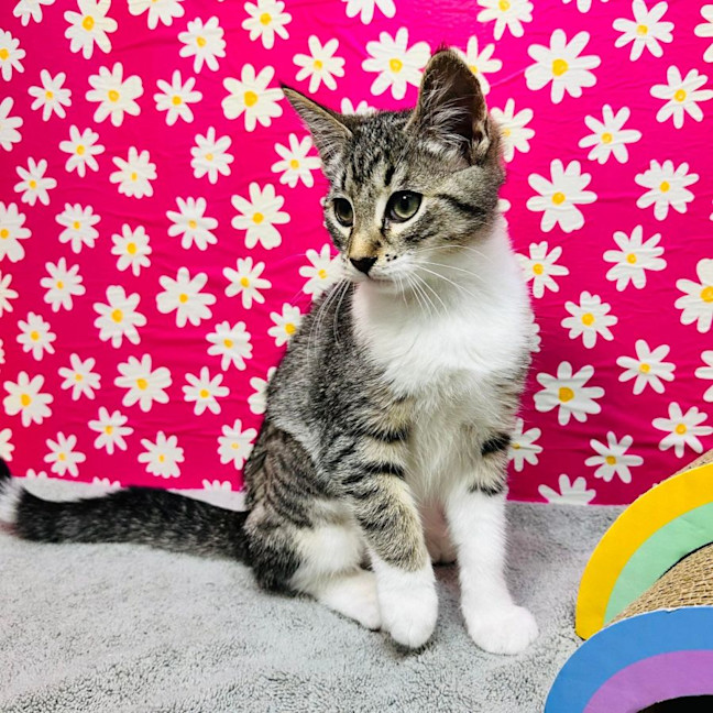 Photo of Gala   Located In Preston