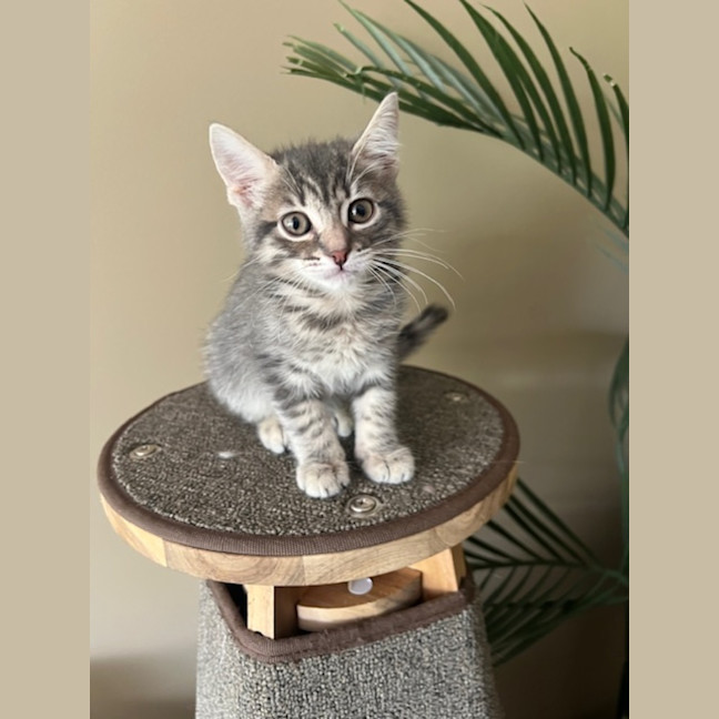 Photo of Waffles & Sprout