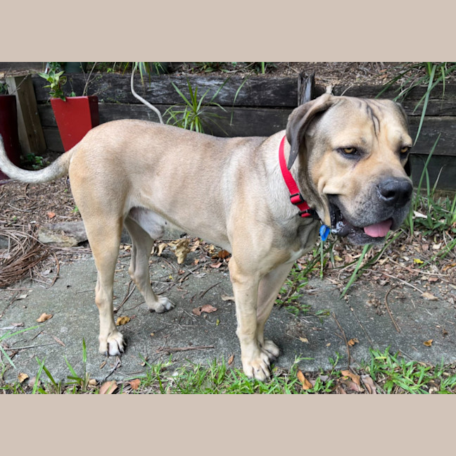 Photo of Marmalade *$350 Adoption Fee*