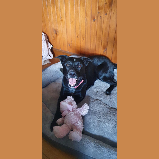 Photo of Dobby