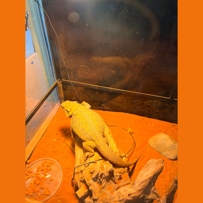 Photo of Oscar 
