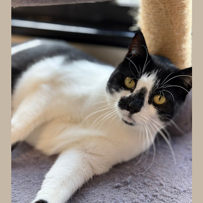 Photo of Smudge