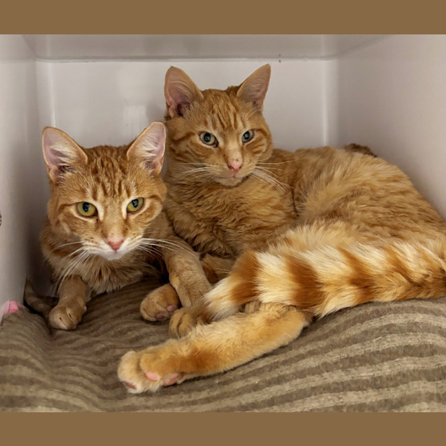 Photo of Cheddar Sta015441 & Cheeto Sta015440