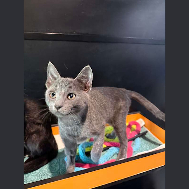 Photo of Dora