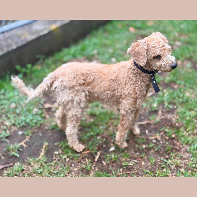Photo of Little Ted