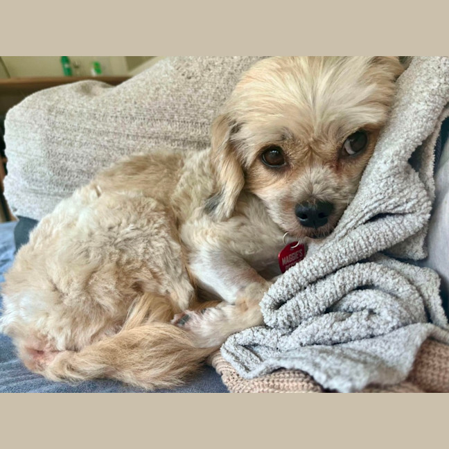 Photo of Annie